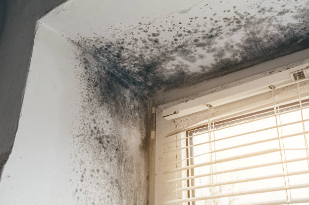 Affordable Mold Inspection solutions in Forest Hill, TX