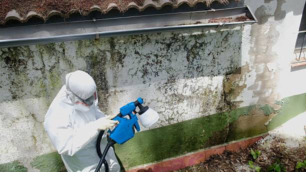 Top rated local Mold Inspection specialists in Forest Hill, TX